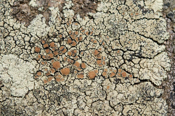 Lichens zijn symbiotische schimmels en algen. — Stockfoto