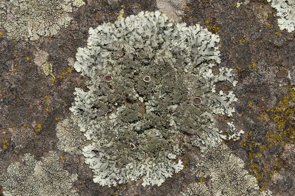 Lichens jsou symbiotické houby a řasy. — Stock fotografie