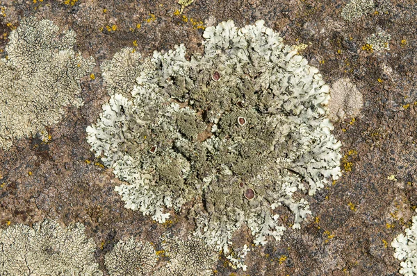 Lichens jsou symbiotické houby a řasy. — Stock fotografie