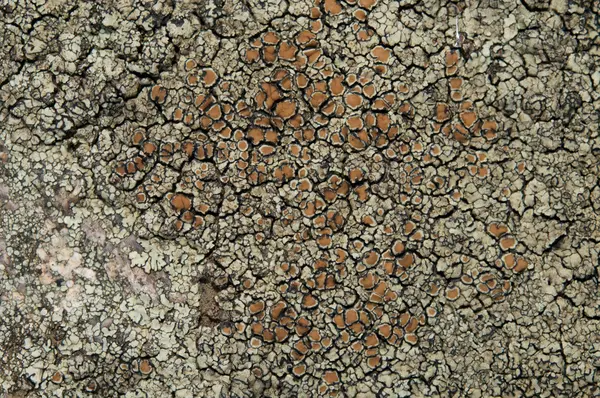 Les lichens sont des champignons symbiotiques et des algues . — Photo