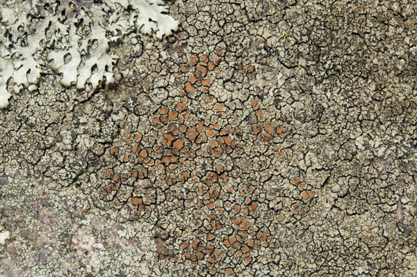地衣類は共生真菌と藻類です. — ストック写真