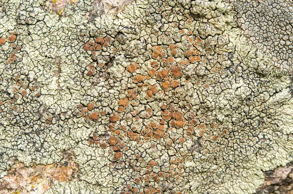 Les lichens sont des champignons symbiotiques et des algues . — Photo