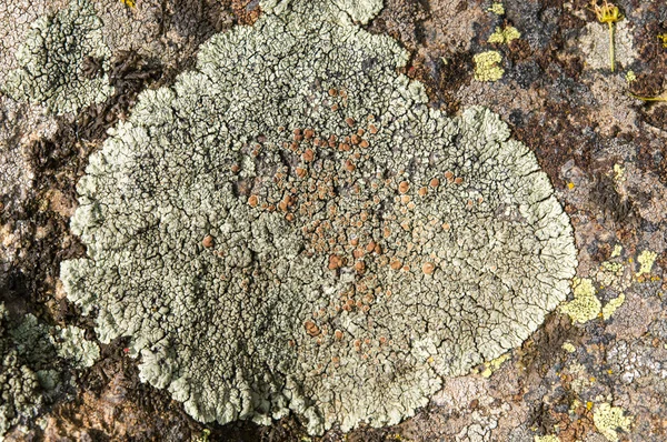 Lichens jsou symbiotické houby a řasy. — Stock fotografie