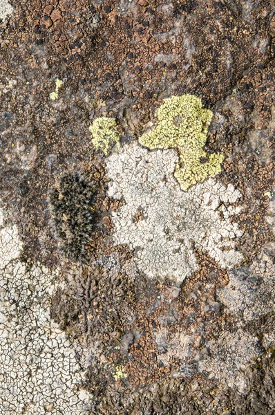 Lichens zijn symbiotische schimmels en algen. — Stockfoto