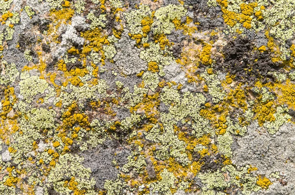 Lichens jsou symbiotické houby a řasy. — Stock fotografie