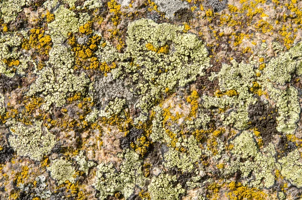 Lichens jsou symbiotické houby a řasy. — Stock fotografie