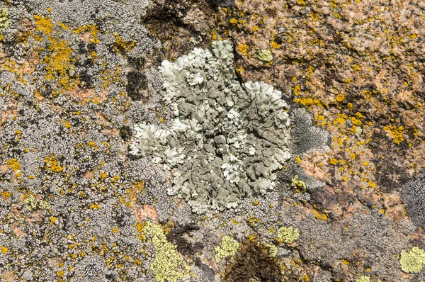 Lichens jsou symbiotické houby a řasy. — Stock fotografie