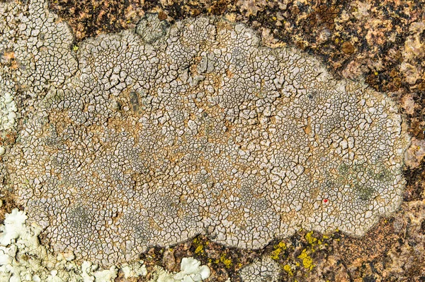 Les lichens sont des champignons symbiotiques et des algues . — Photo