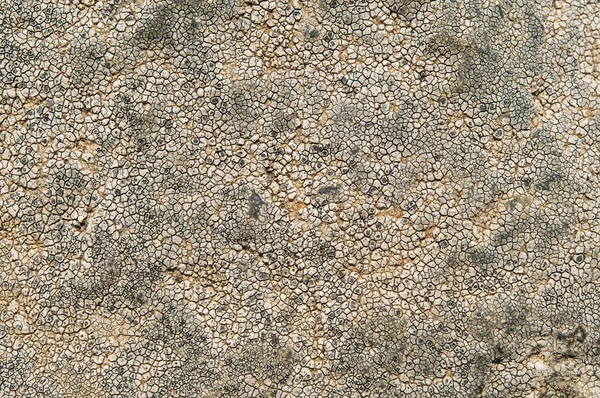 Lichens are symbiotic fungi and algae. — Stock Photo, Image