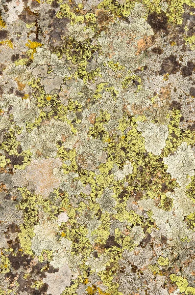 Lichens zijn symbiotische schimmels en algen. — Stockfoto