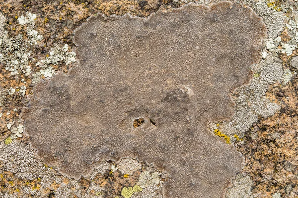 Lichens zijn symbiotische schimmels en algen. — Stockfoto