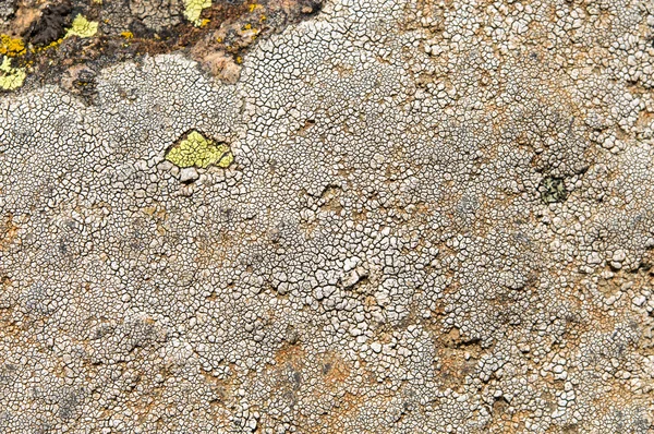Lichenlar simbiyotik mantar ve alglerdir.. — Stok fotoğraf