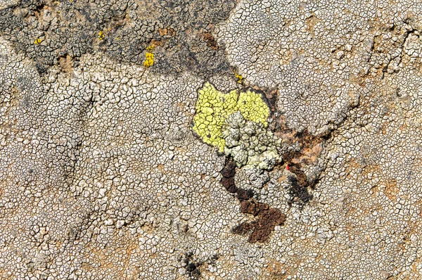Lichens zijn symbiotische schimmels en algen. — Stockfoto