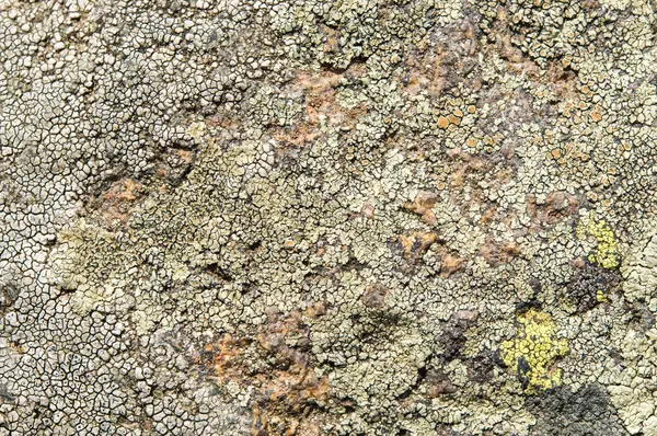 Lichens zijn symbiotische schimmels en algen. — Stockfoto