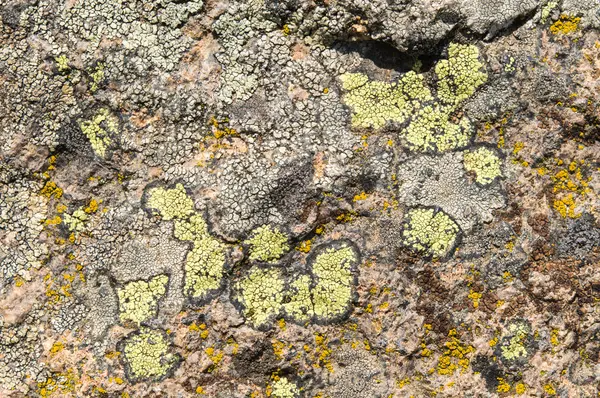 Lichens jsou symbiotické houby a řasy. — Stock fotografie