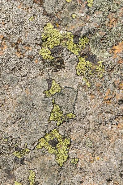 Lichens zijn symbiotische schimmels en algen. — Stockfoto