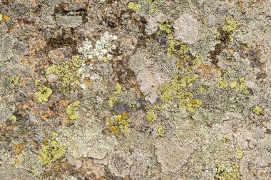 Lichenlar simbiyotik mantar ve alglerdir.. 