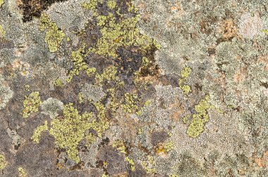 Lichenlar simbiyotik mantar ve alglerdir.. 