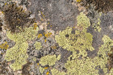 Lichenlar simbiyotik mantar ve alglerdir.. 