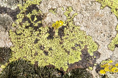 Lichenlar simbiyotik mantar ve alglerdir.. 