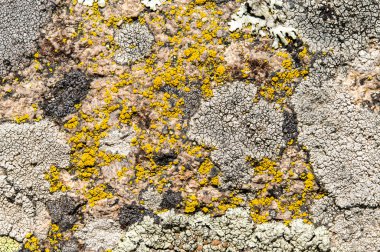 Lichenlar simbiyotik mantar ve alglerdir.. 