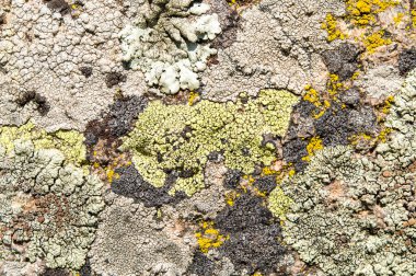 Lichenlar simbiyotik mantar ve alglerdir.. 