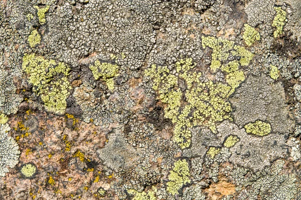 Lichens jsou symbiotické houby a řasy. — Stock fotografie