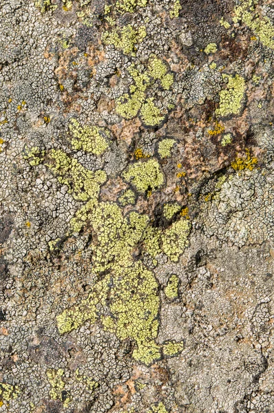 地衣是共生真菌和藻类. — 图库照片