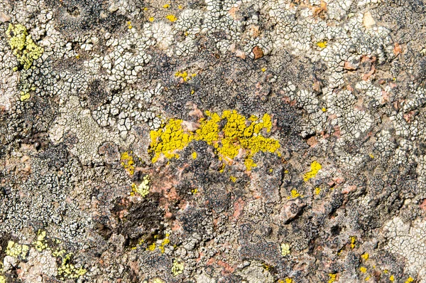 Lichens jsou symbiotické houby a řasy. — Stock fotografie