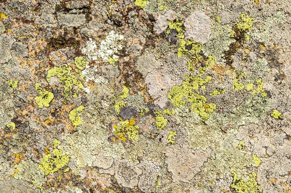 Les lichens sont des champignons symbiotiques et des algues . — Photo