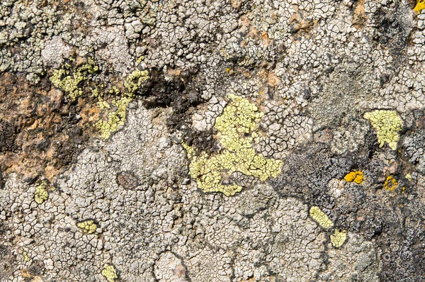 Lichens jsou symbiotické houby a řasy. — Stock fotografie