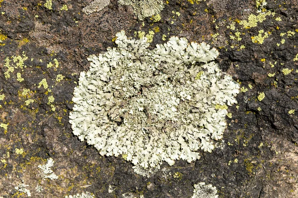 Les lichens sont des champignons symbiotiques et des algues . — Photo