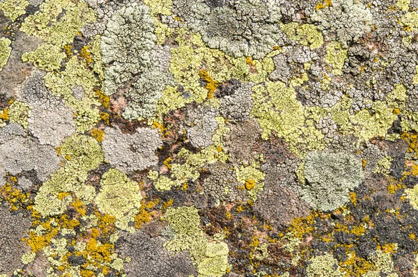 Lichens jsou symbiotické houby a řasy. — Stock fotografie