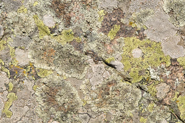 Lichens jsou symbiotické houby a řasy. — Stock fotografie