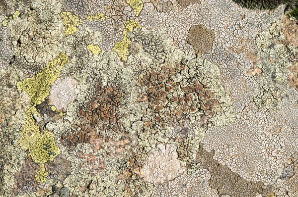 Lichens zijn symbiotische schimmels en algen. — Stockfoto