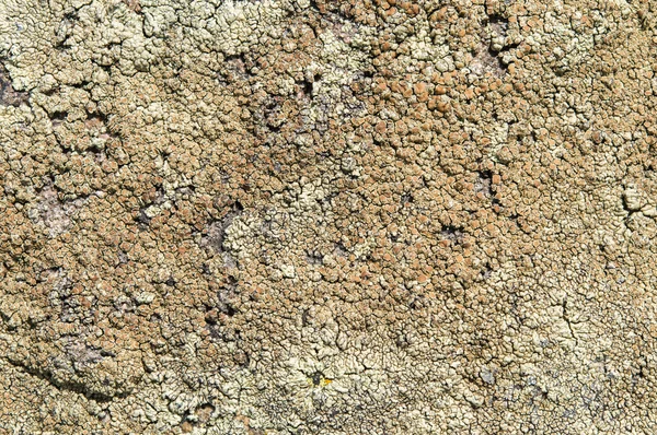 Lichens are symbiotic fungi and algae.