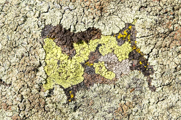 Les lichens sont des champignons symbiotiques et des algues . — Photo