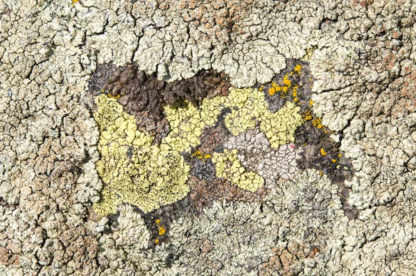 Les lichens sont des champignons symbiotiques et des algues . — Photo