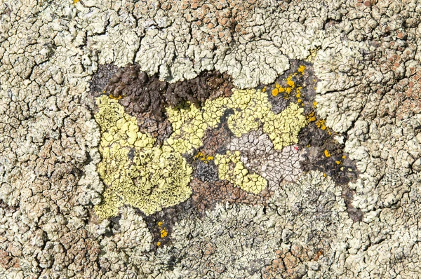 Lichens zijn symbiotische schimmels en algen. — Stockfoto