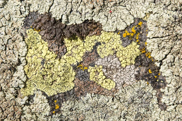 Lavar är symbiotiska svampar och alger. — Stockfoto