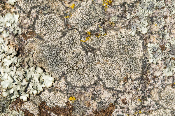Os líquenes são fungos simbióticos e algas . — Fotografia de Stock