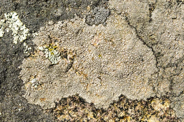 Lichens jsou symbiotické houby a řasy. — Stock fotografie