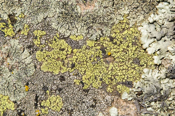 Lavar är symbiotiska svampar och alger. — Stockfoto