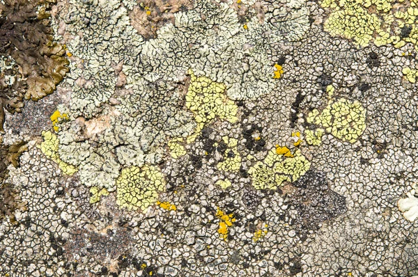 I licheni sono funghi simbiotici e alghe . — Foto Stock