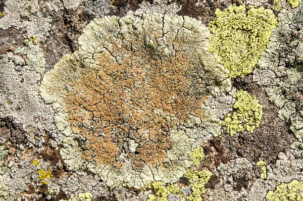 Les lichens sont des champignons symbiotiques et des algues . — Photo