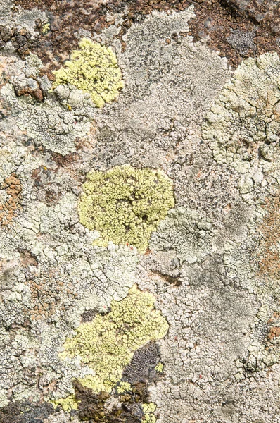 Les lichens sont des champignons symbiotiques et des algues . — Photo