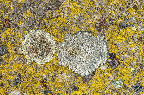 Os líquenes são fungos simbióticos e algas . — Fotografia de Stock