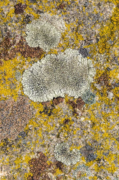 Lichens are symbiotic fungi and algae.