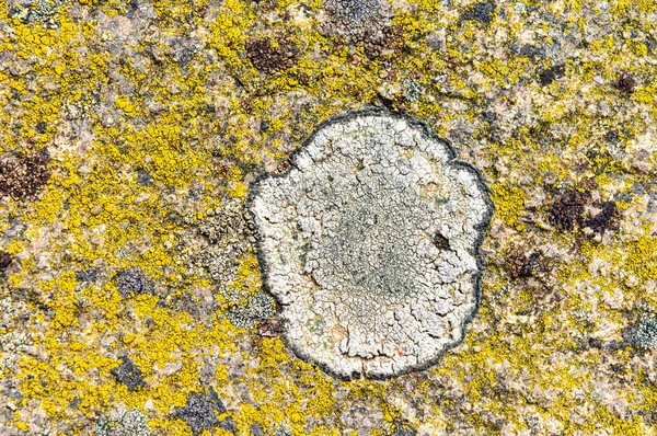 Lichens jsou symbiotické houby a řasy. — Stock fotografie