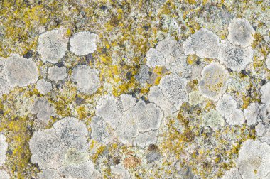 Lichenlar simbiyotik mantar ve alglerdir.. 